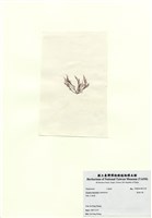藏品(長枝沙菜)的圖片